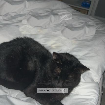 Foto 1/1 Bretzel Chat perdido en Saint maixant