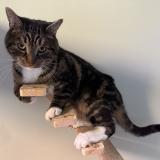 Foto del gato perdido en Pincourt