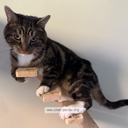 Foto 1/1 Hugo Chat perdido en Pincourt