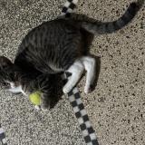 Foto del gato perdido en Koekelberg