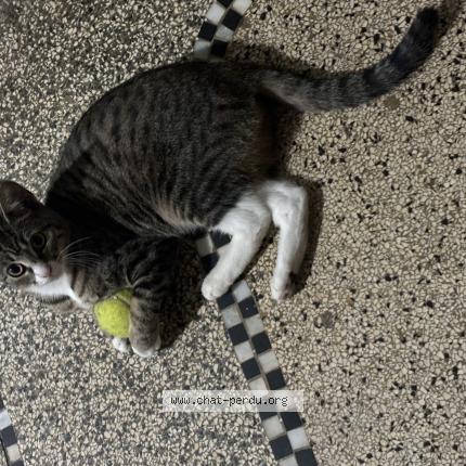 Foto 1/1 Nina ou chatouille Chat perdido en Koekelberg