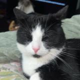 Foto de gato encontrado en Oceanside