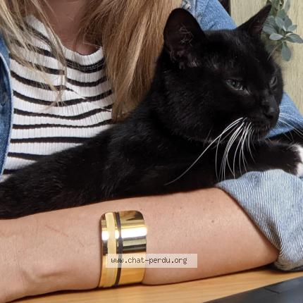 Foto 1/1 Wadi Chat perdido en Plescop