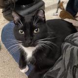 Foto del gato perdido en Roberts