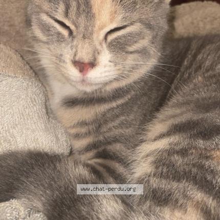 Foto 1/1 Gato encontrado Encontrado en Yvetot