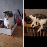 Foto del gato perdido en Carignan