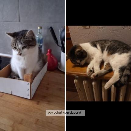 Foto 1/1 Éclair Chat perdido en Carignan