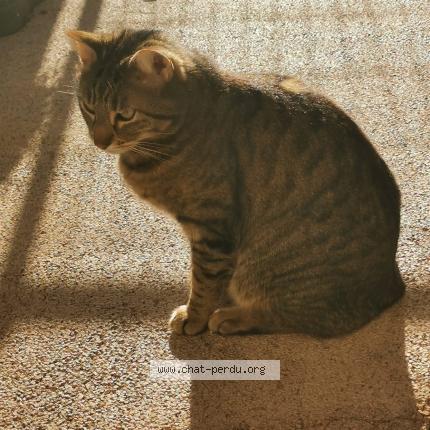 Foto 1/1 Maurice Chat perdido en Saint malo