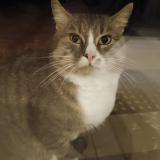 Foto de gato encontrado en Sottevast