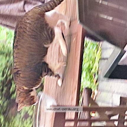 Foto 1/4 Gato encontrado Encontrado en Bazincourt sur epte