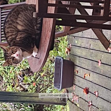 Foto 2/4 Gato encontrado Encontrado en Bazincourt sur epte