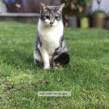 Foto 1/1 Gato encontrado Perdido en Paris