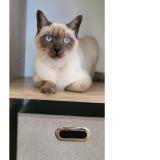 Foto del gato perdido en Toulouse