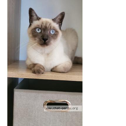 Foto 1/1 VANILLE Chat perdido en Toulouse