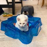 Foto del gato perdido en Vert