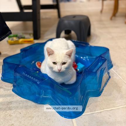 Foto 1/5 Ptiloup Chat perdido en Vert