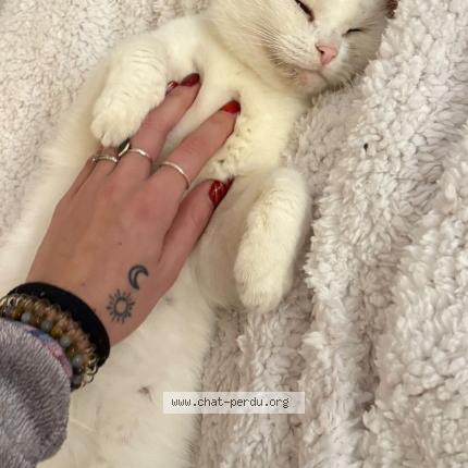 Foto 2/5 Ptiloup Chat perdido en Vert