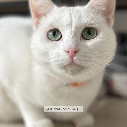 Foto 3/5 Ptiloup Chat perdido en Vert