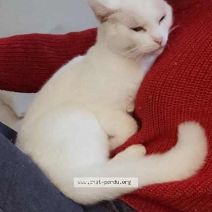 Foto 4/5 Ptiloup Chat perdido en Vert