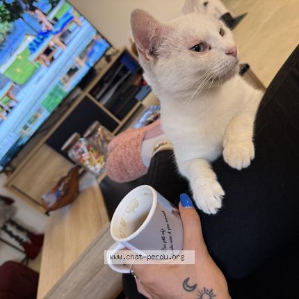 Foto 5/5 Ptiloup Chat perdido en Vert