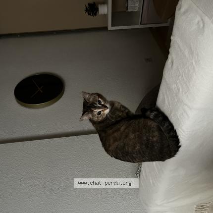 Foto 1/1 Tyla Chat perdido en Tarbes