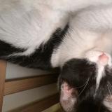 Foto de gato encontrado en Bordeaux