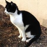 Foto del gato perdido en Coueron