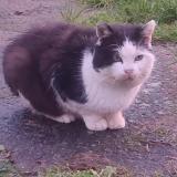 Foto de gato encontrado en Ville