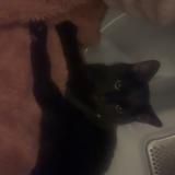 Foto del gato perdido en Canonsburg