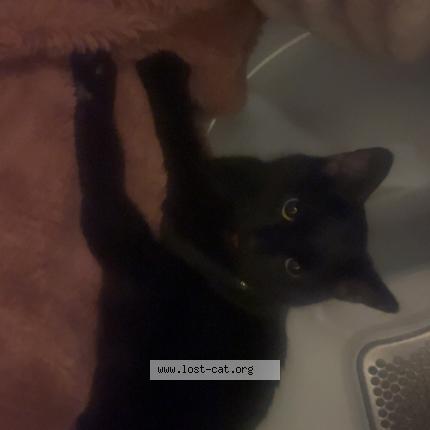 Foto 1/1 Gizmo Chat perdido en Canonsburg