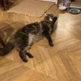 Foto del gato perdido en Montussan