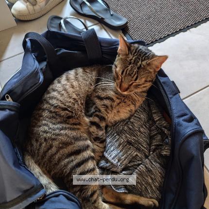 Foto 1/1 Sky Chat perdido en Caudan