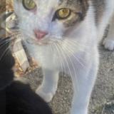 Foto del gato perdido en Staten Island