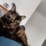 Foto del gato perdido en Mas De Londres