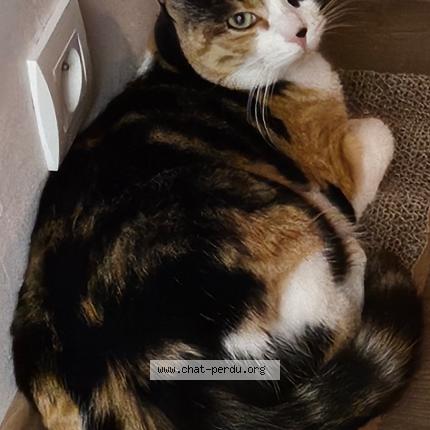 Foto 1/1 Orion Chat perdido en Pers jussy