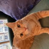 Foto del gato perdido en Sallanches