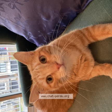 Foto 1/1 NOUNOU Chat perdido en Sallanches