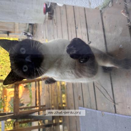 Foto 1/1 Gato encontrado Encontrado en Bayonne