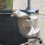 Foto de gato encontrado en Breux Jouy