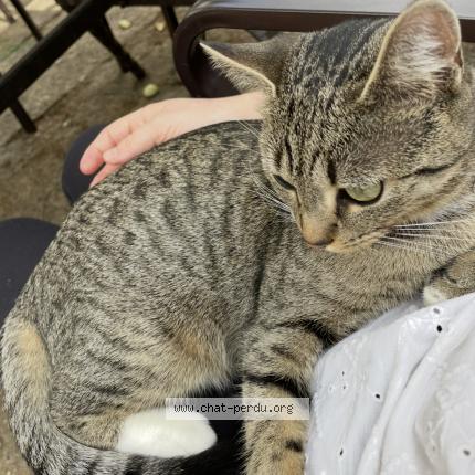 Foto 1/1 Xena Chat perdido en Auboue