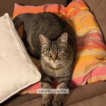 Foto 1/1 Jupiter Chat perdido en Vannes 56000