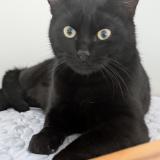 Foto del gato perdido en Le Temple