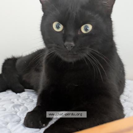 Foto 1/1 Gato encontrado Perdido en Le temple