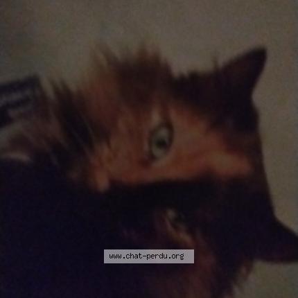 Foto 1/1 Venise Chat perdido en Le crotoy