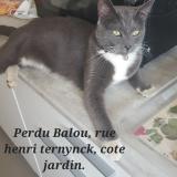 Foto del gato perdido en Caestre