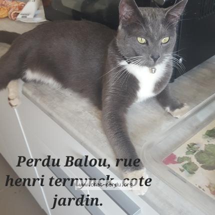 Foto 1/1 Balou Chat perdido en Caestre