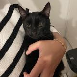 Foto de gato encontrado en Limoges