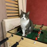 Foto del gato perdido en Cordieux