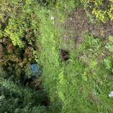 Foto del gato perdido en Ales