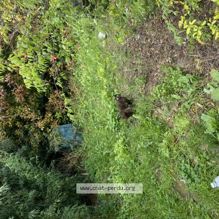 Foto 1/1 Cookie Chat perdido en Ales